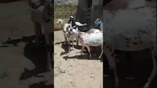 #goat #goatfarming #goatfarm #qurbani2026 #qurbani #goat2026