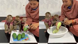 Cute Baby Monkeys Watching Mango Preparation | Adorable Snack Time Moments 🐵❤️