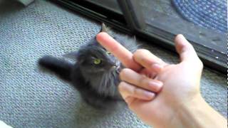 Cat says fuck you