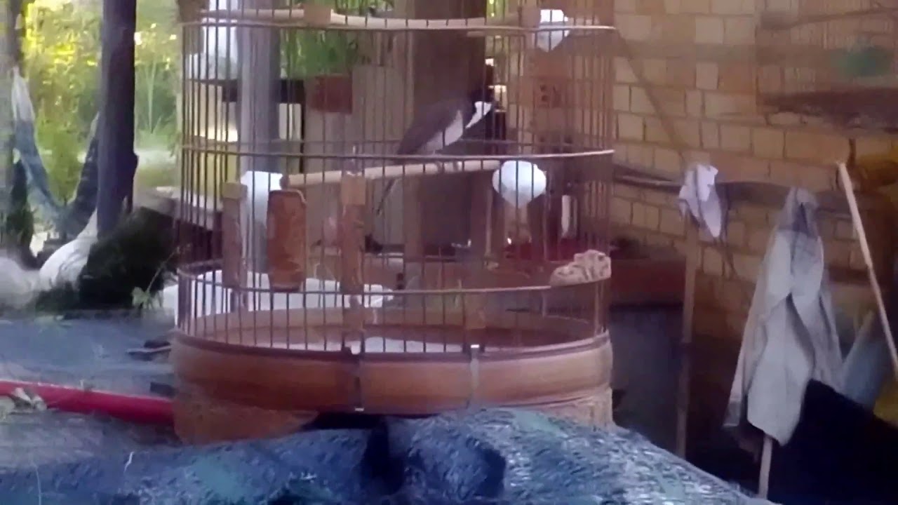 Luyện giọng chào mào hót hay - chào mào tân châu tây ninh