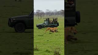 Lioness Chases Warthog Right in Front of Safari Vehicle! Close Call! #lion #warthog #africa