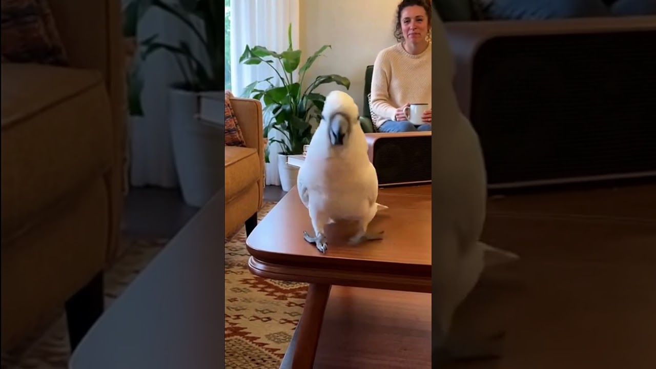 Танцовщица сказала: «Смотрите, как это делается!»