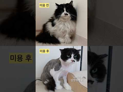 손 안타는 장모고양이의 첫 미용♥️
