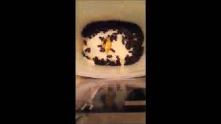 Dermestids Canada Mealworm Timelapses 2017 2019  #11,105 25