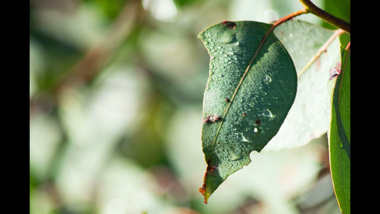 The lost Ark Comes the rain