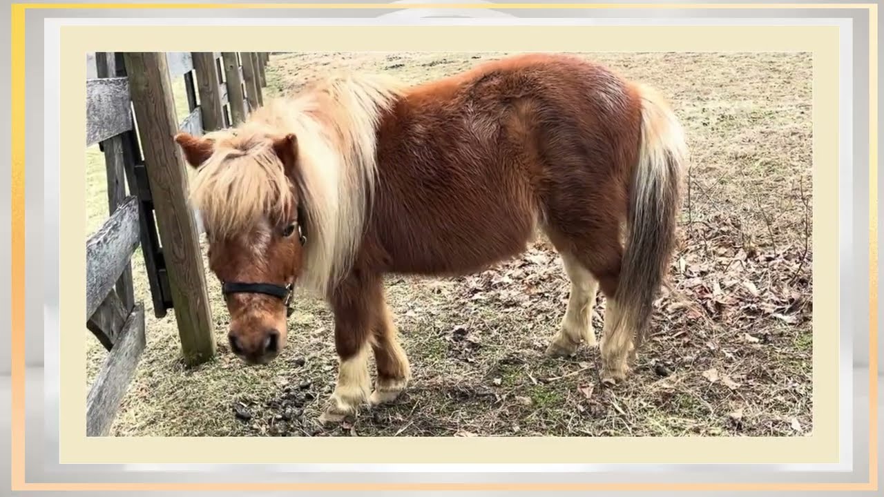 Pony Trio in the Pasture