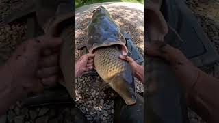 Angler Rescues Carp Swallowed By A Monster Catfish That Had Eyes Bigger Than Its Belly 