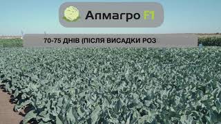 Алмагро F1 – гарна однорідність, відмінна стресостійкість !
