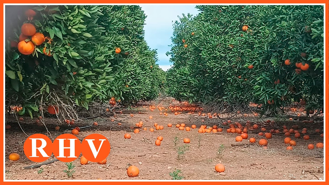 LA UNIÓ i AVA estimen pèrdues de 30 milions d'euros al camp valencià pels temporals de vent