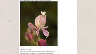 Using A Praying Matis In The Garden To Kill Pests
