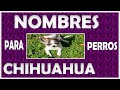 ♥️ Nombres ♥️ para 🐾 perros chihuahua 🐾 🚹  Macho y  🚺  hembra ♥️