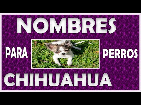 Nombres para perros chihuahua 20