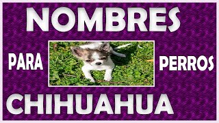 ♥ Nombres ♥ para  perros chihuahua    Macho y    hembra ♥