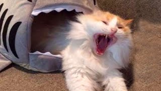 LAUGH NonStop: The Funniest Cat Video Of Month