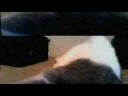 funny cats sleeping in weird positions compilation 2014 funnyplox Who is Loki? Here's his story...