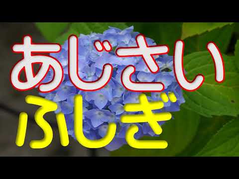 [The Wonders of Hydrangeas] Revised Edition. What look like petals are actually "sepals," and the...