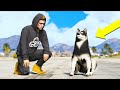 I added my REAL LIFE dog Mila to GTA 5!!