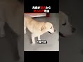 夫婦が愛犬から叱られた理由