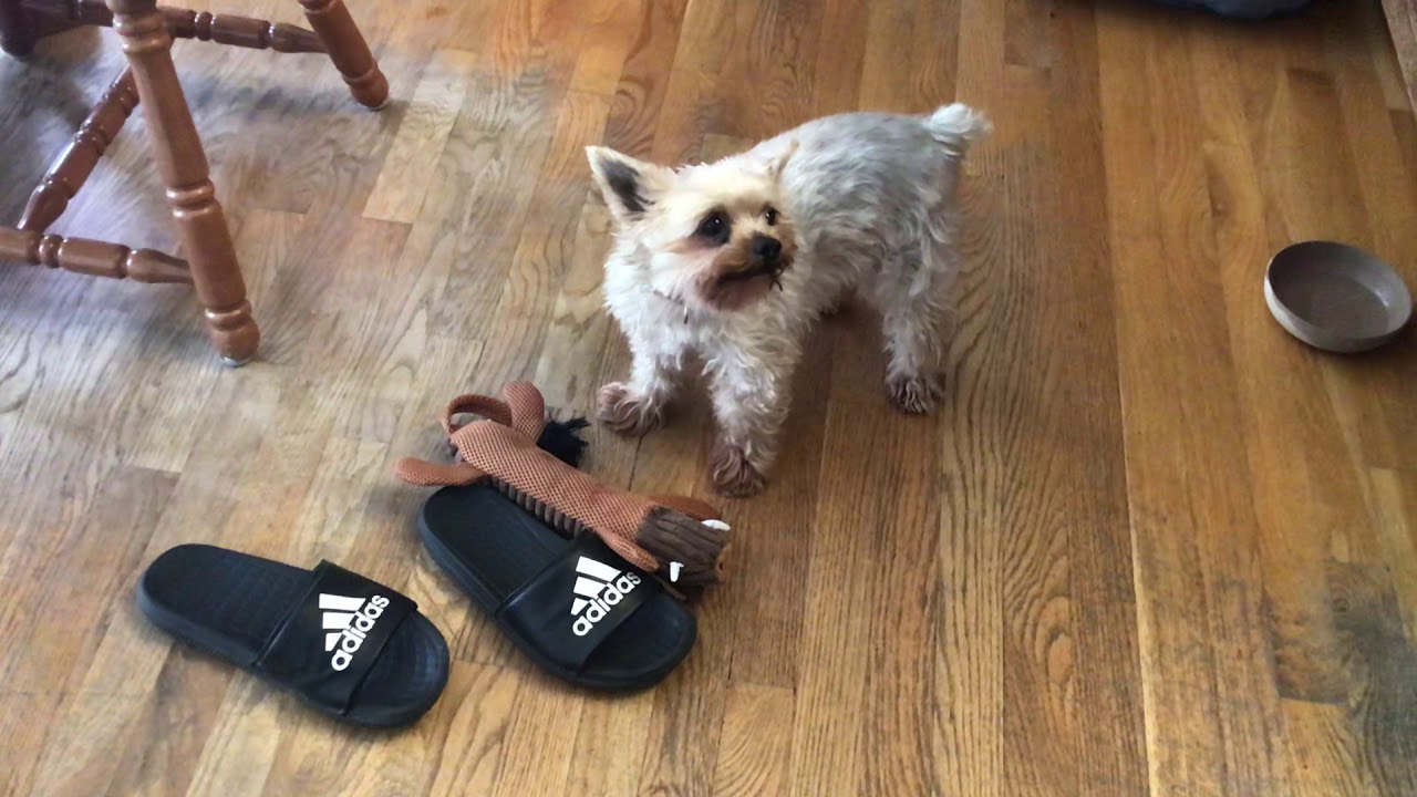 Dog play with toy for the first time YouTube