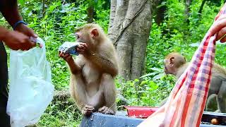 Absolutely Good Cute Baby Animals Monkeys by Baby Monkey 289 views 1 month ago 6 minutes, 8 seconds