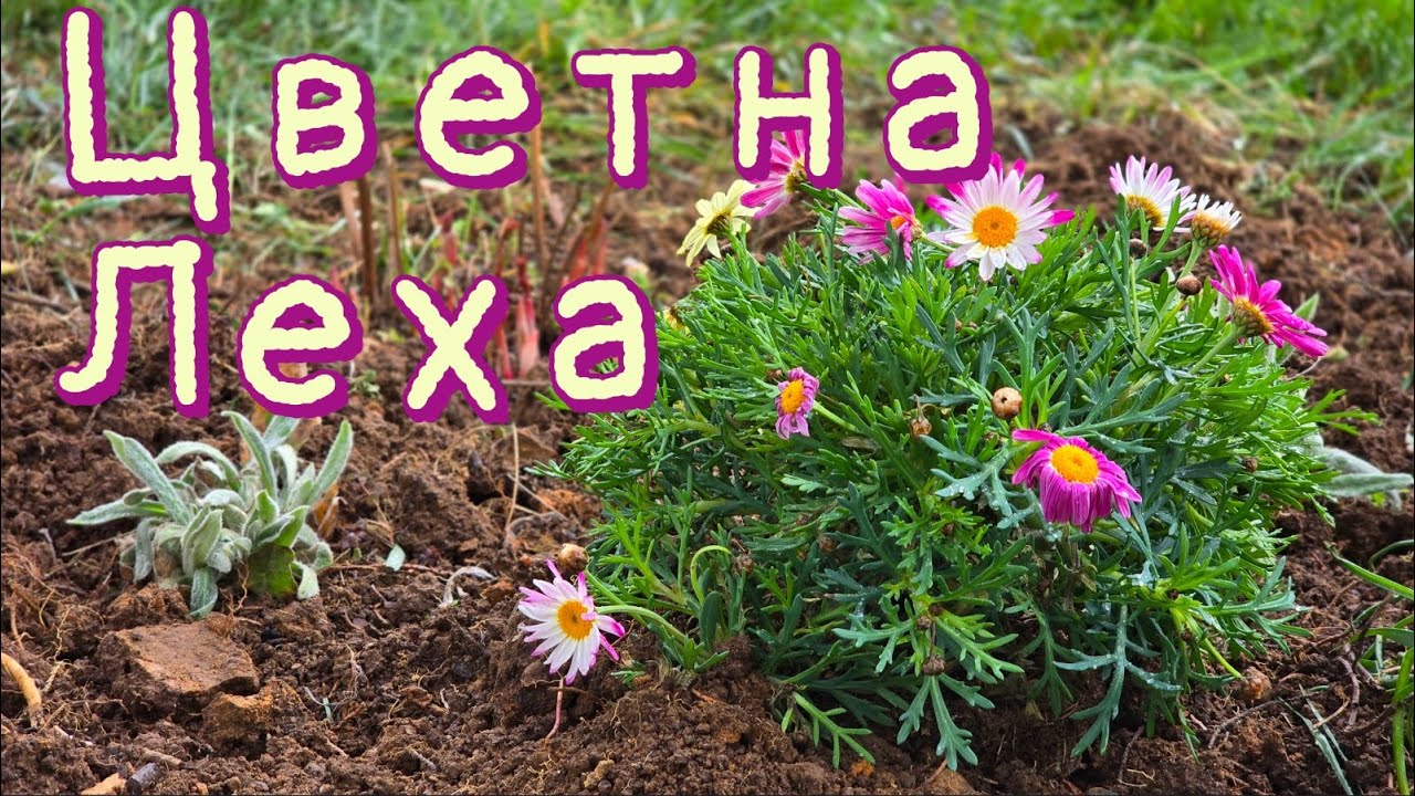 Рестарт на стара цветна леха. Прекопаване, оплевяване и засаждане на нови цветя 🌼💪🌸