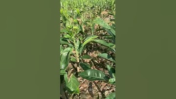 Cty cây giống tấn tài:0983198739,bưởi ruby gốc vip nha mọi người.