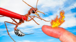 Bitten and Stung! by a Bulldog Ant! by Mark Vins   3,307 views 2 months ago 42 minutes