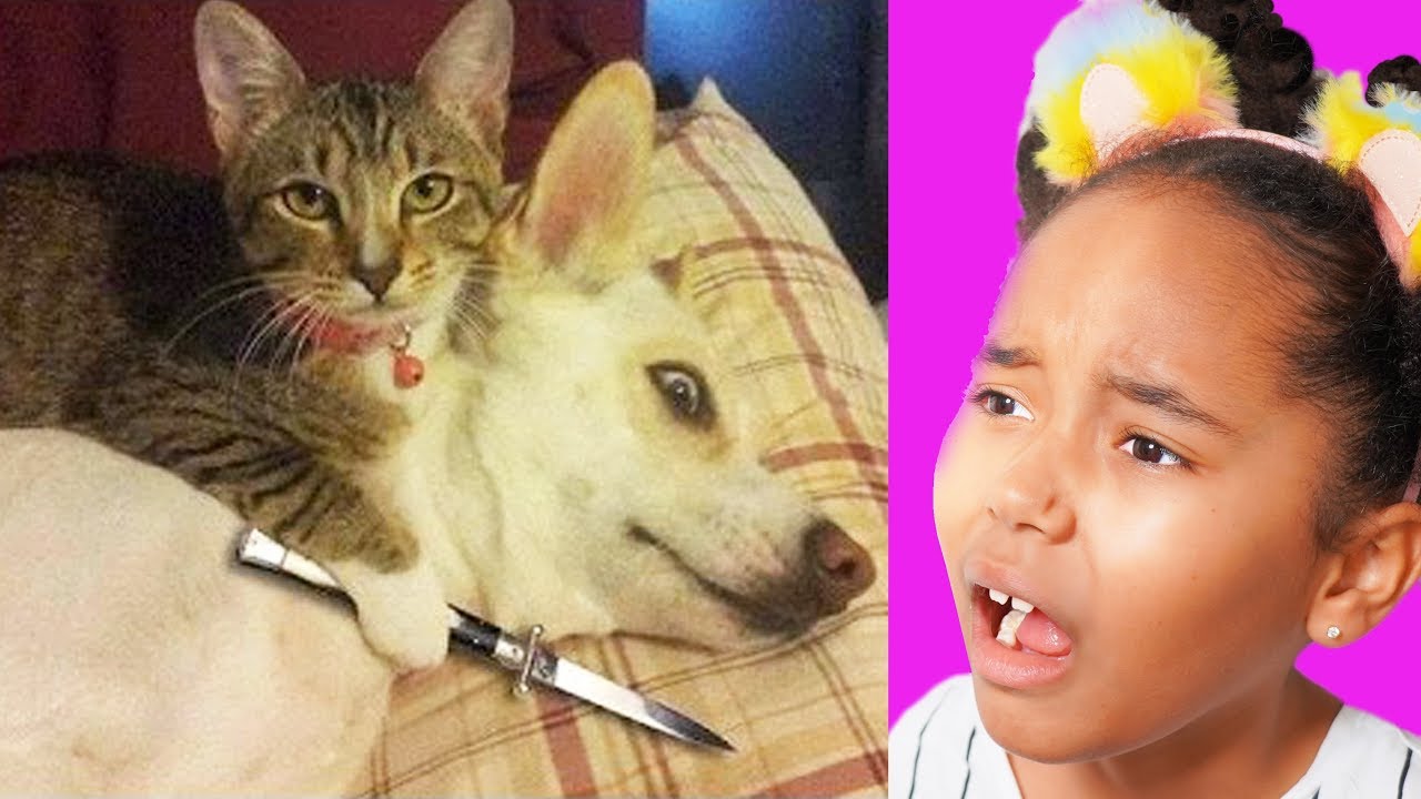 Reactions Aux Tiktok Videos Chiens Chats Les Bizarres Youtube Reactions Aux Tiktok Videos Chiens Chats Les Bizarres Youtube