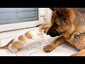 Funny Kitten Demands to Play with a German Shepherd