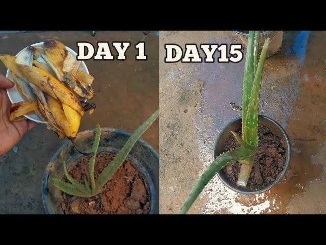 How to grow aloe vera plant faster at home | Aloe vera fertilizer