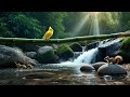 Deep Sleep Thaerapy with Natural Sounds 🌿 Stress Relief, Insomnia &amp; Focus Healing