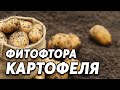 Фитофтора картофеля - профилактика заболевания ботвы.