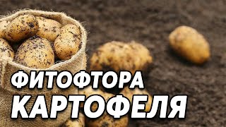 Фитофтора картофеля - профилактика заболевания ботвы.