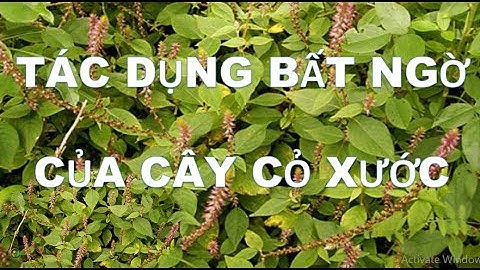 TÁC DỤNG CÂY CỎ XƯỚC-NGƯU TẤT TRỊ BỆNH XƯƠNG KHỚP THẦN KỲ