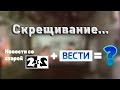 Скрещивание новостей 2Х2 и Вестей. Как бы выглядели новости 2Х2 в виде оформления Вестей 2019.