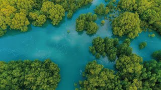 Mangrove Capital Africa  (MCA) programme  restoration - CBEMR 2025