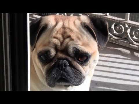 Pug dog listening a bird (Cane Carlino)