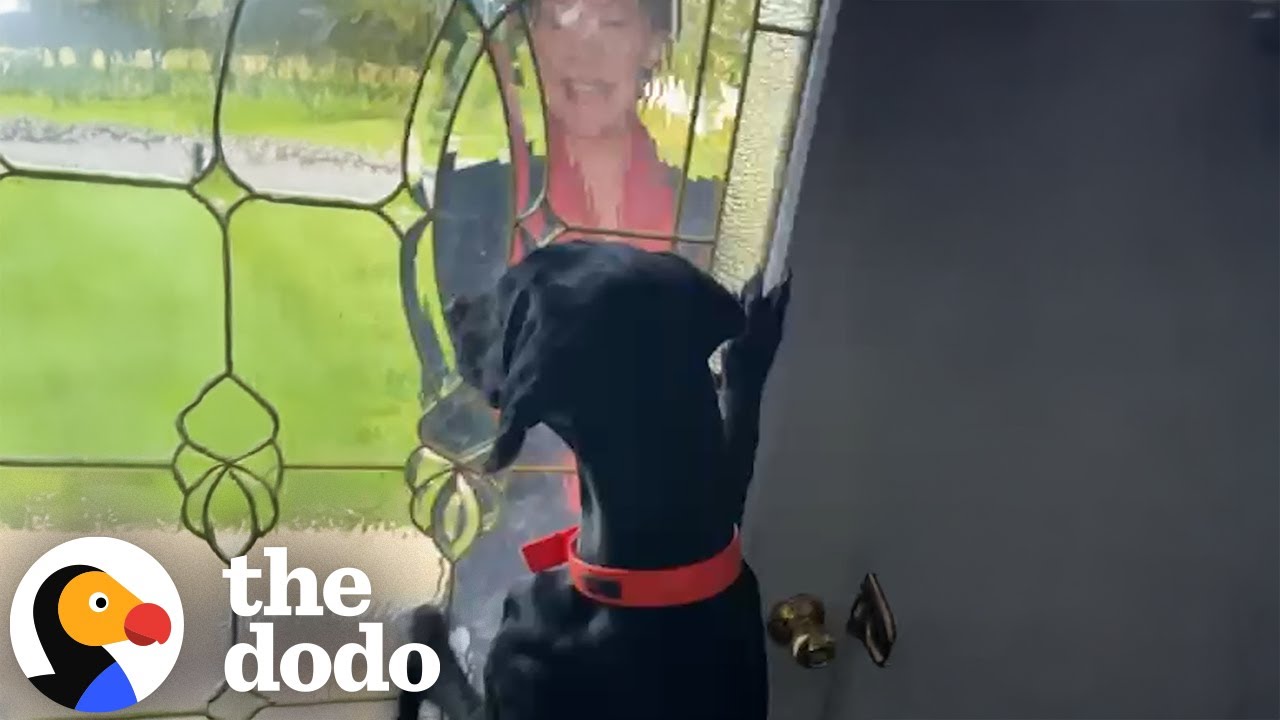 Tales from the Dodo