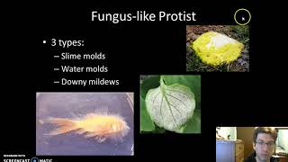 Fungus like Protists