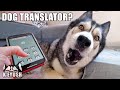 More Phone Apps Translate My Husky Speaking! Testing More Dog Translators!