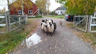 Finsk lapphund, finnish lapphund, Paimensukuisen Lapinkoiran