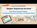 Пары Черепно-Мозговых Нервов: Глазодвигательный, Блоковый и Отводящий Нервы