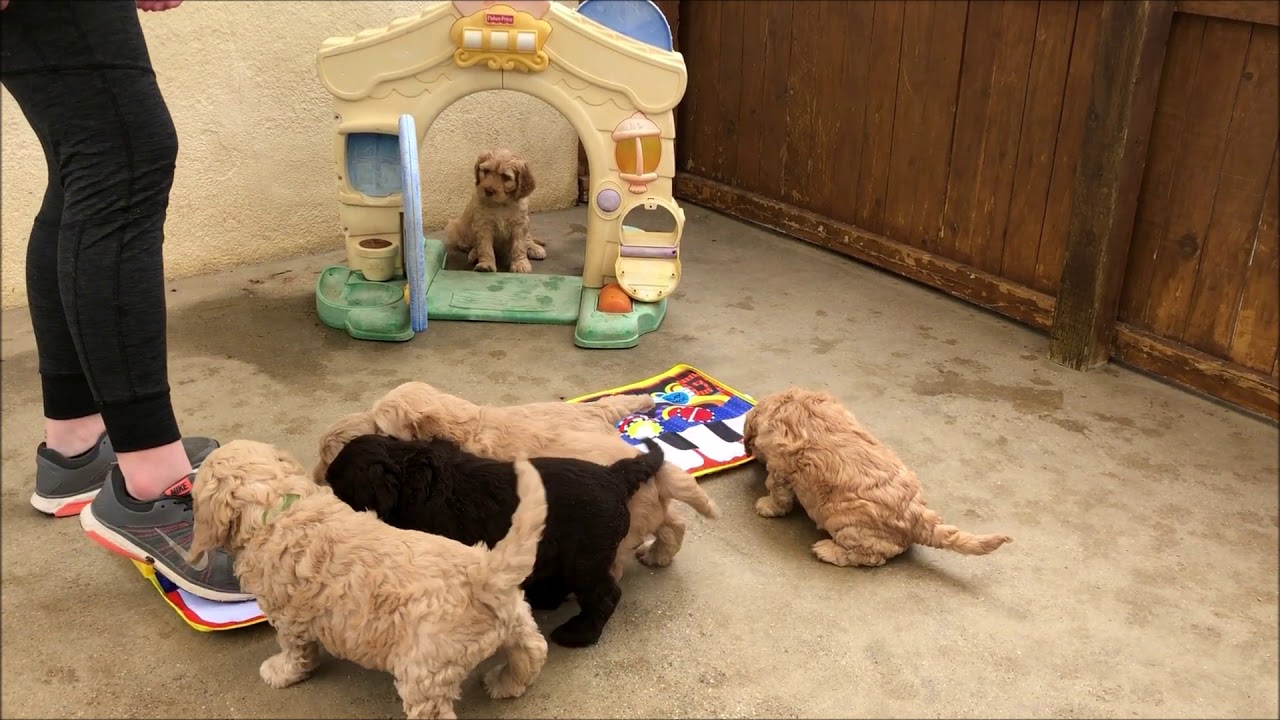 mountain labradoodles