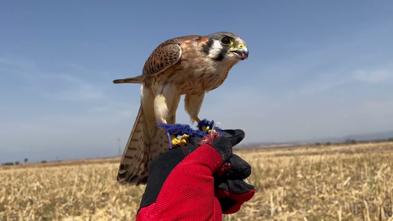 CETRERIA CON CERNICALO AMERICANO MÉXICO