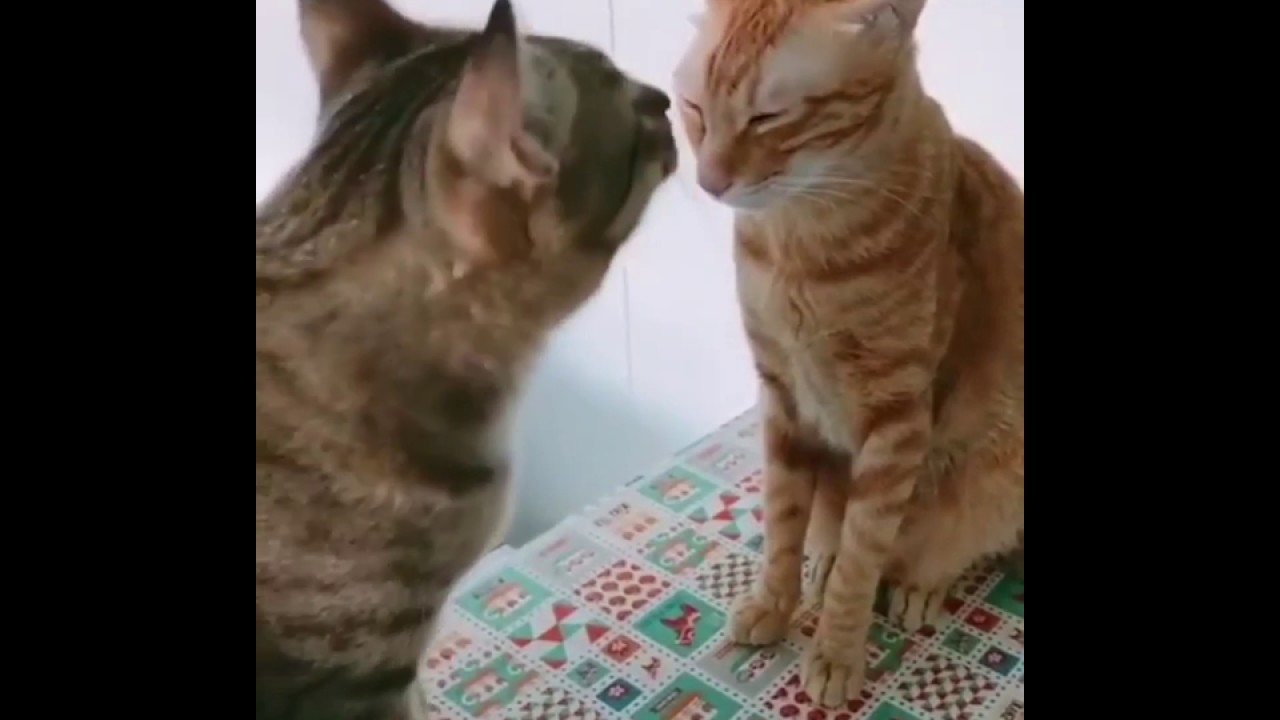 I M IN THE CORNER WATCHING YOU KISS HER OH OH OH YouTube I m in the corner watching you kiss her oh oh oh youtube