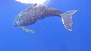 Tahiti 2023 Whales by greg shay 45 views 1 month ago 1 minute, 39 seconds