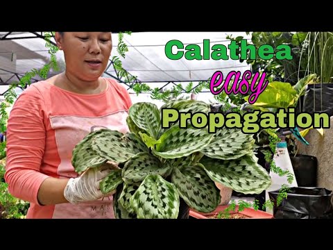 Video: Calathea „Medailón“(27 Fotografií): Starostlivosť O ňu Doma. Čo Keď Listy Suché A Zvlnia Sa?