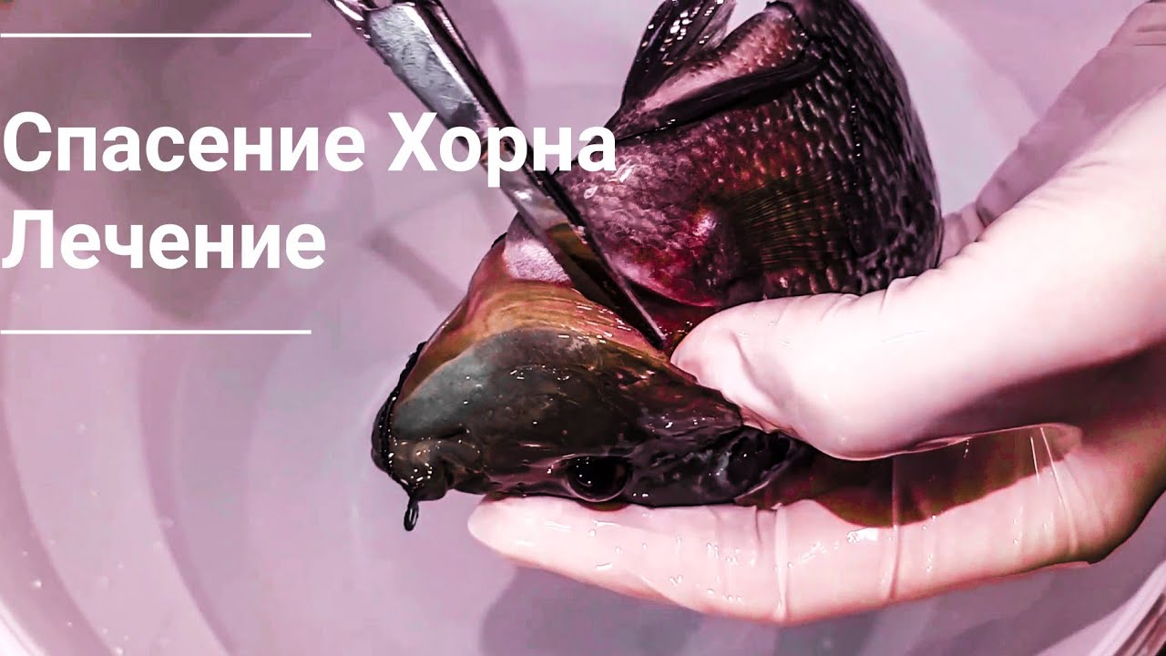 Инфинити флавер махачкала Инфинити флавер махачкала