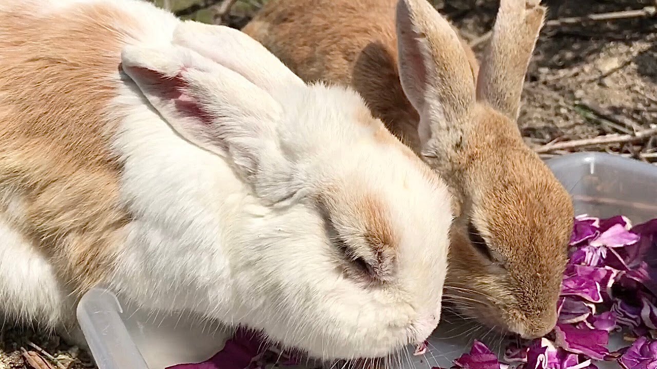 What a lovely plump rabbit! - YouTube