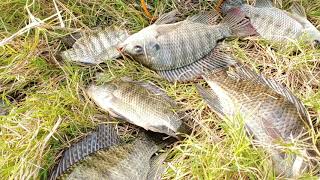 Fish hunting || Amazing fish catching || Fishing for tilapia fish